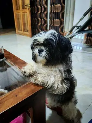 Shih Tzu Puppies