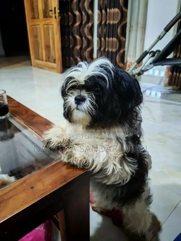 Shih Tzu Puppies