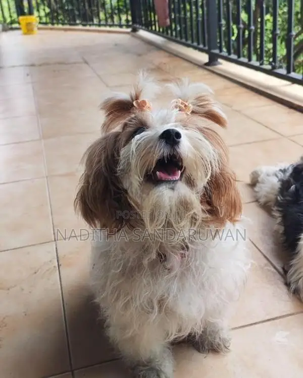 Shih Tzu Puppies