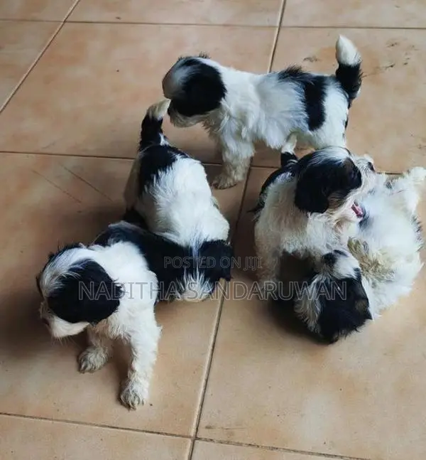 Shih Tzu Puppies