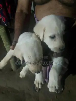 Labrador Puppies