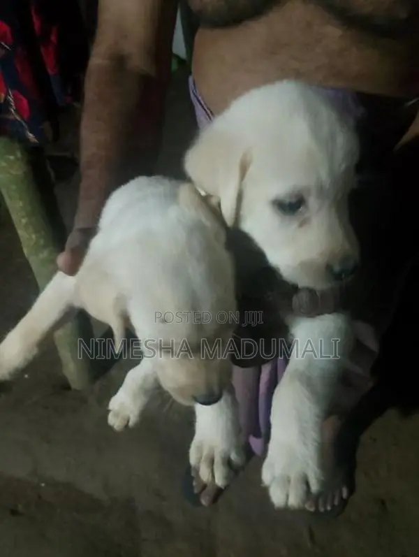 Labrador Puppies