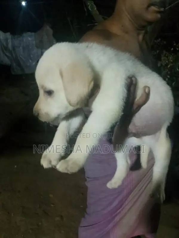 Labrador Puppies