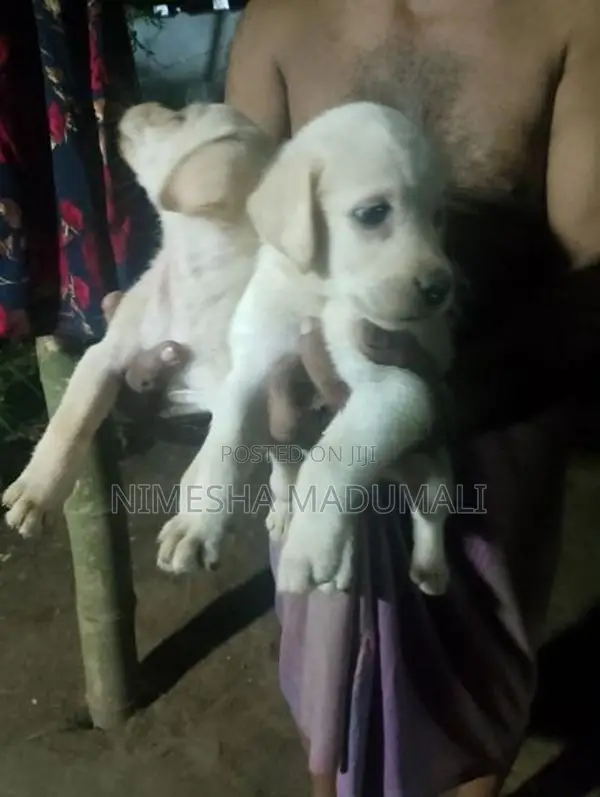 Labrador Puppies