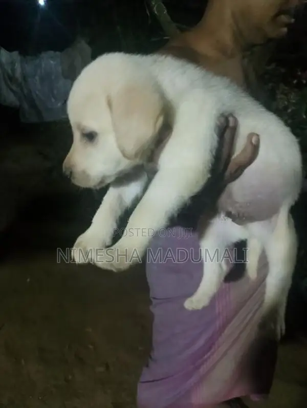 Labrador Puppies