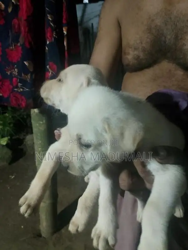 Labrador Puppies