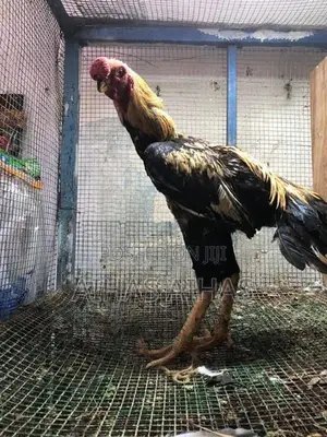 Rooster