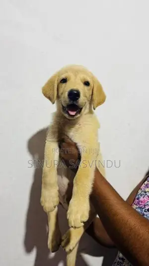 Labrador Puppy
