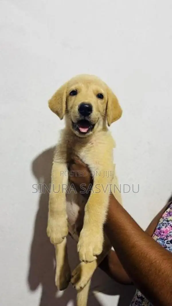 Labrador Puppy