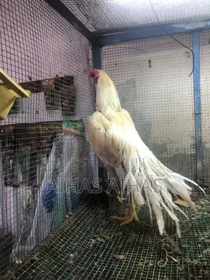 Rooster