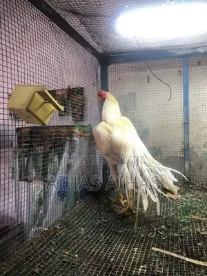 Rooster