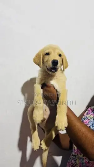 Labrador Puppy