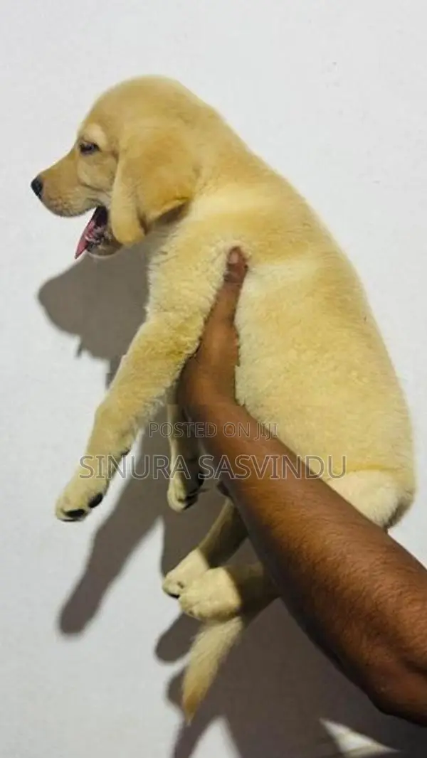 Labrador Puppy