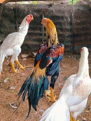 Rooster