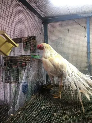 Rooster