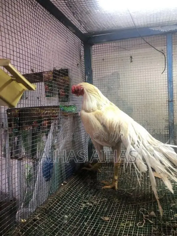 Rooster