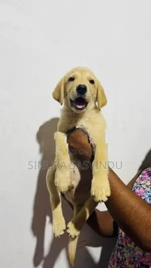 Labrador Puppy