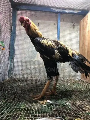 Rooster