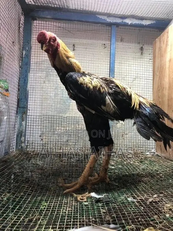Rooster
