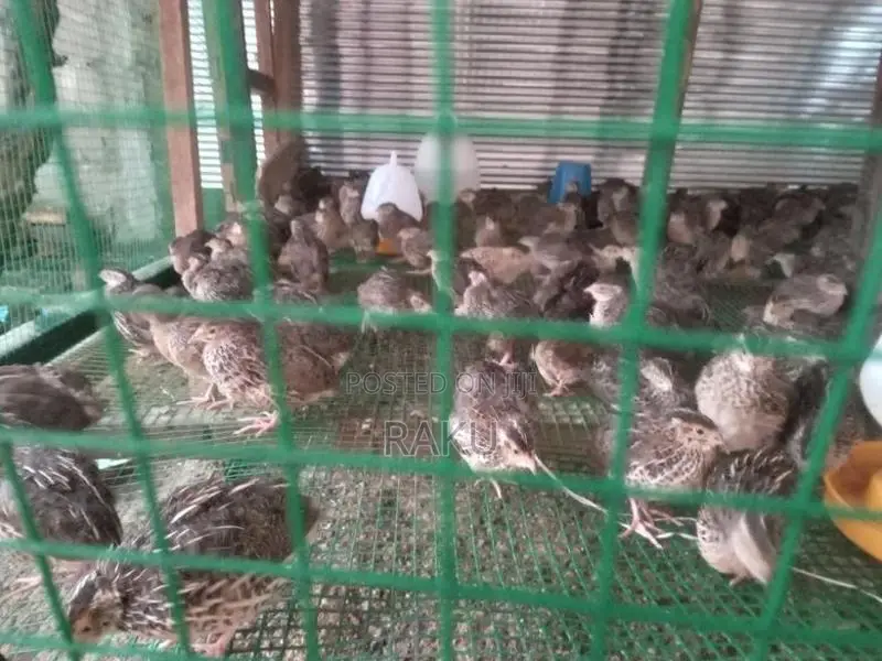 Farm கோழி