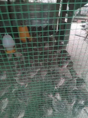 Farm கோழி