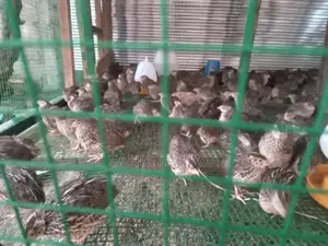 காடை கோழி