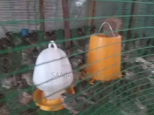 காடை கோழி