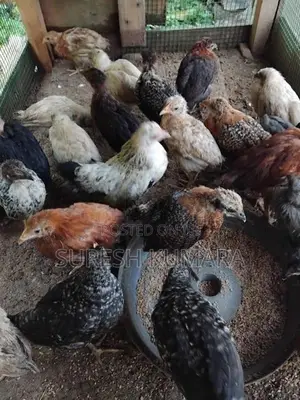 ගම් කුකුල් පැටවු