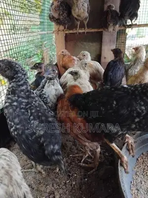ගම් කුකුල් පැටවු