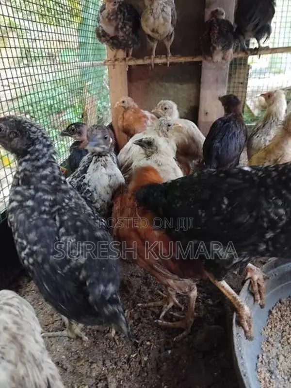 ගම් කුකුල් පැටවු