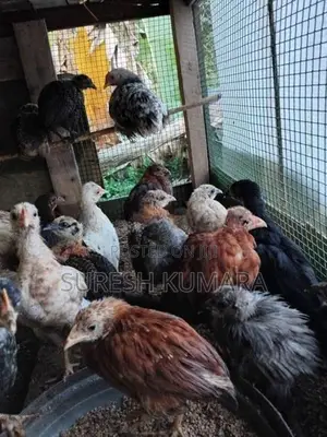 ගම් කුකුල් පැටවු