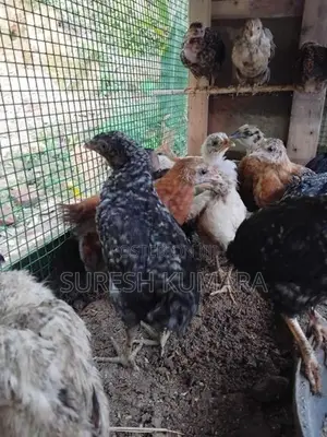 ගම් කුකුල් පැටවු
