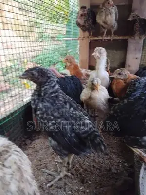 ගම් කුකුල් පැටවු