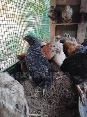 ගම් කුකුල් පැටව්
