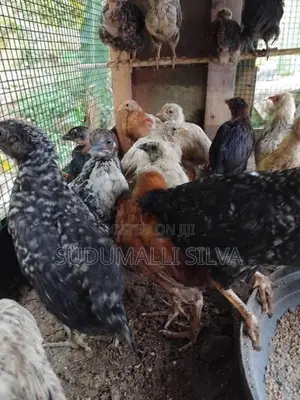 ගම් කුකුල් පැටව්