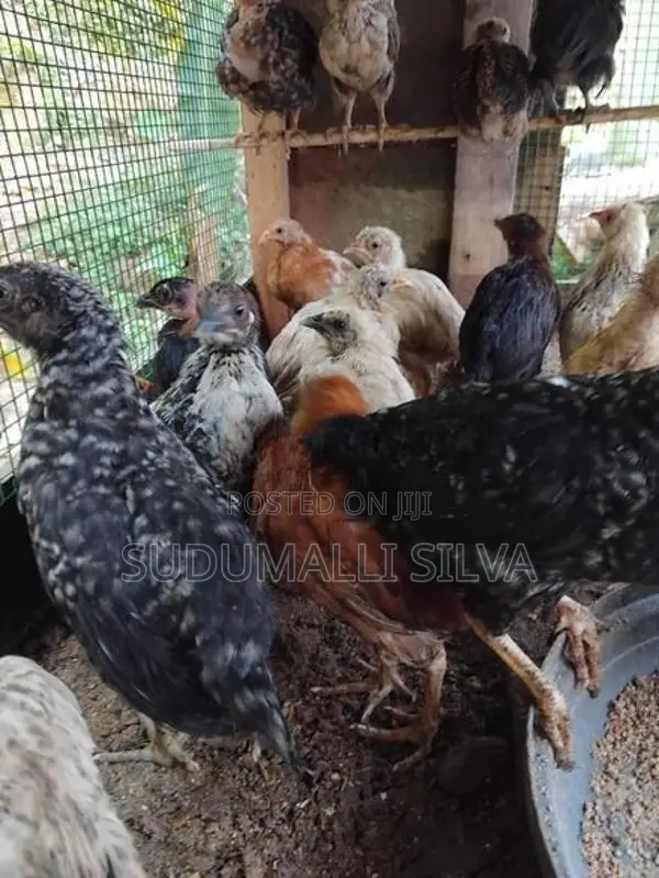 ගම් කුකුල් පැටව්