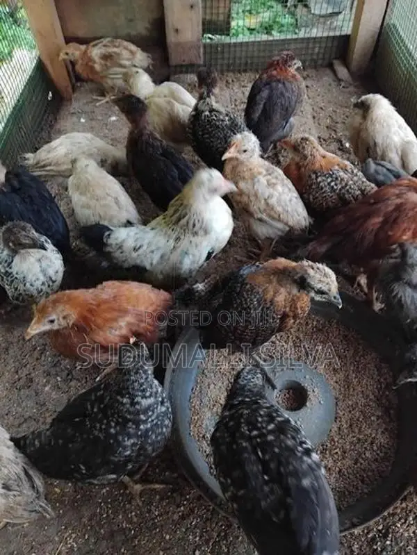 ගම් කුකුල් පැටව්