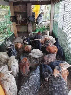 ගම් කුකුල් පැටව්