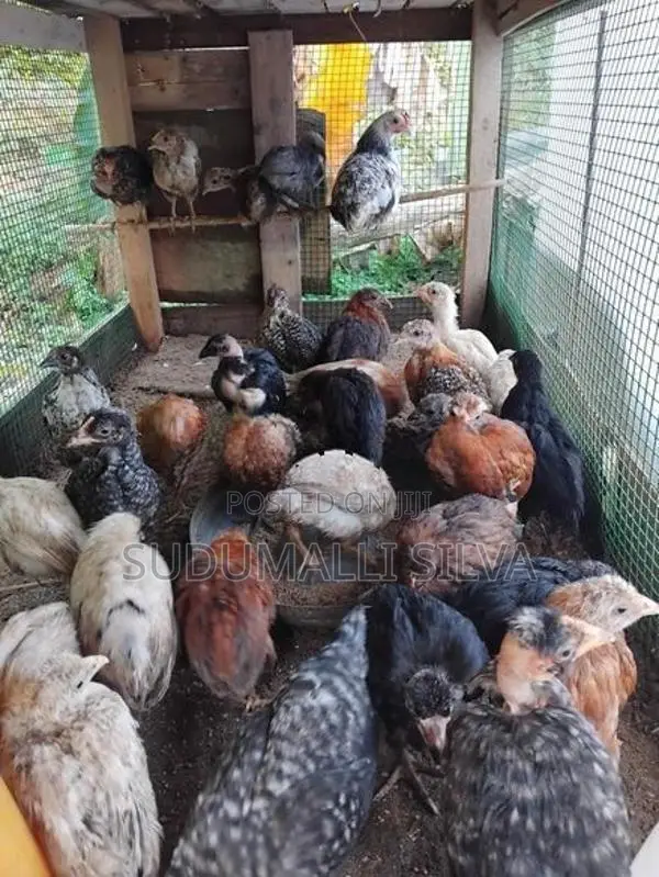 ගම් කුකුල් පැටව්