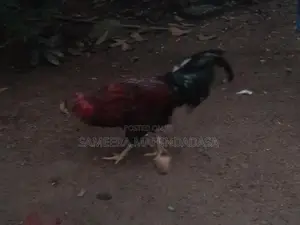 Farm Hen