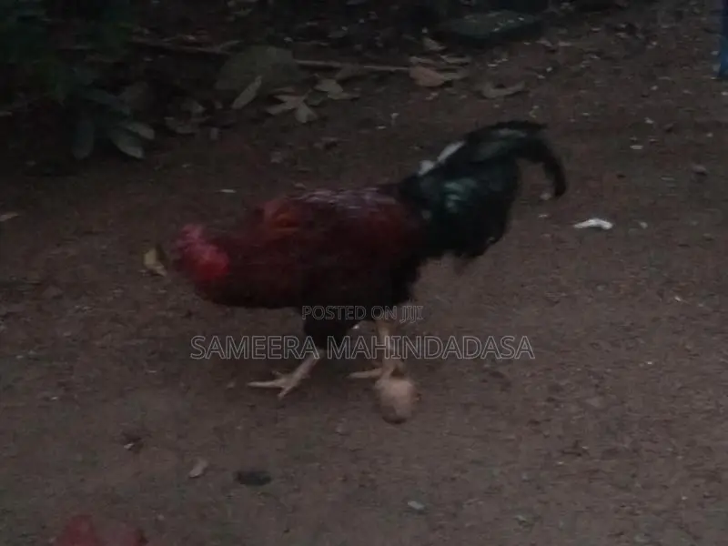 Farm Hen