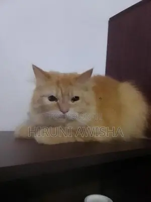 Persian cat