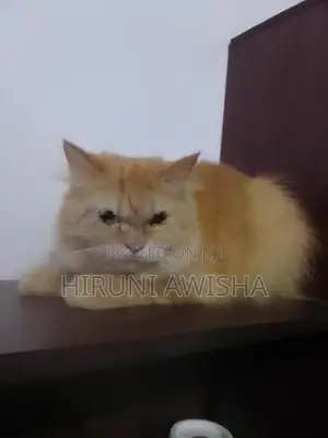 Persian cat
