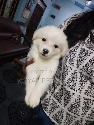 Lion Pomeranian Puppy