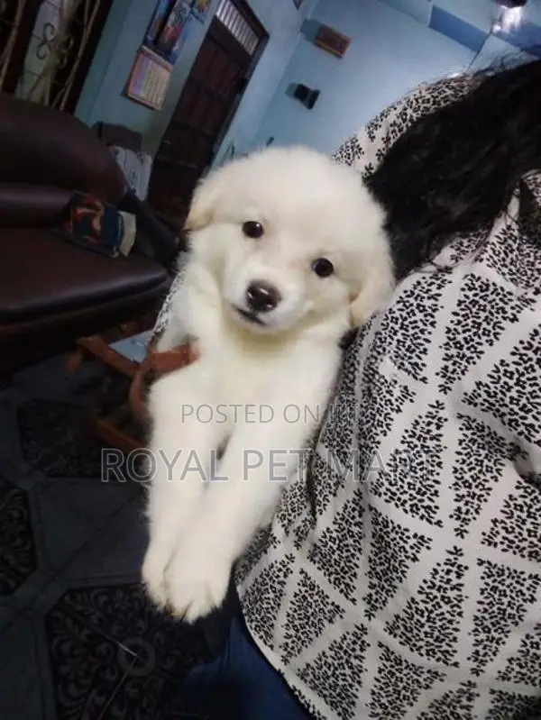 Lion Pomeranian Puppy