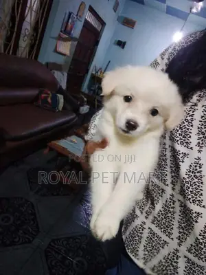 Lion Pomeranian Puppy