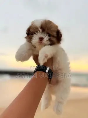 Shih Tzu Puppies