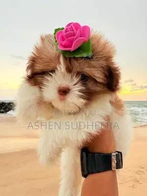 Shih Tzu Puppies