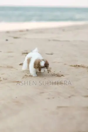 Shih Tzu Puppies
