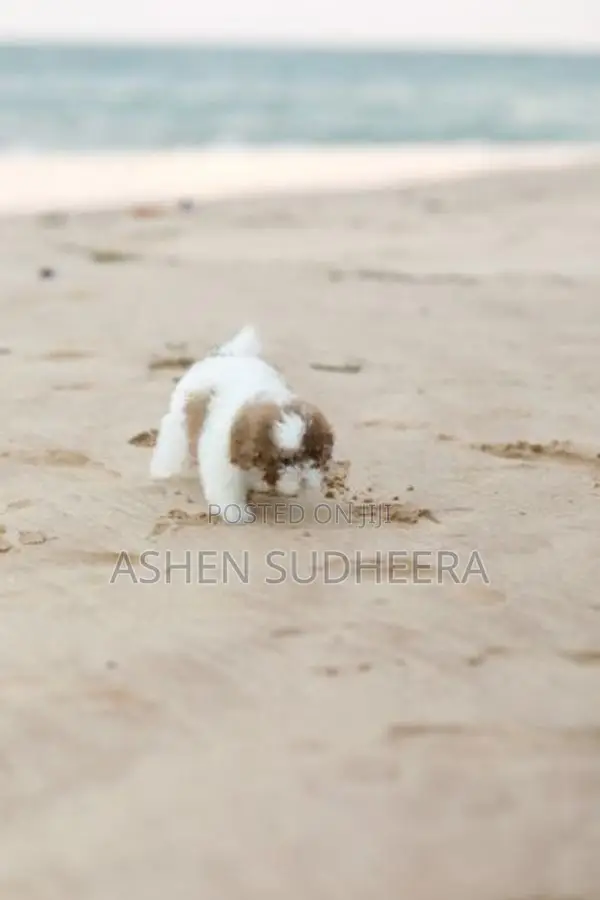 Shih Tzu Puppies